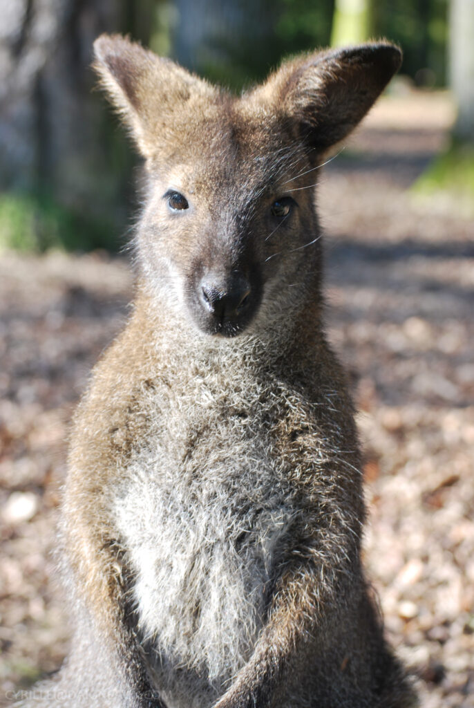 Portrait animal